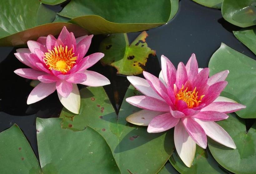 ベッドアンドブレックファースト La Monardière