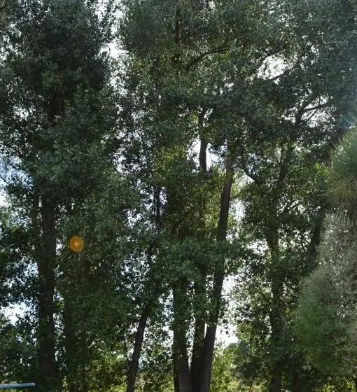 Poplar Creek B&b