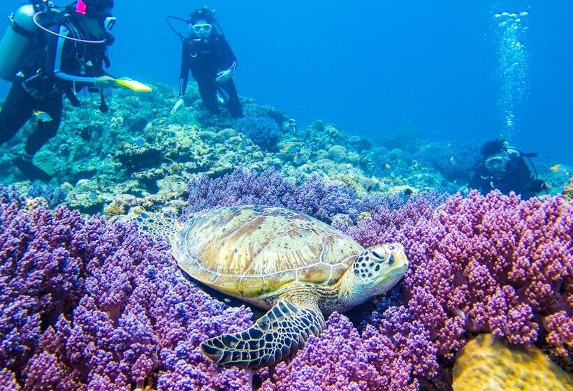 ريوكان Kamekamehouse