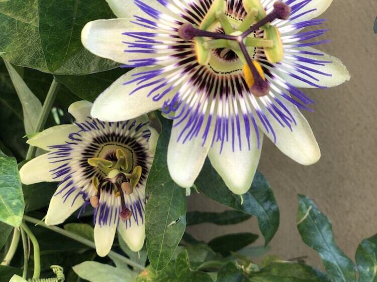 مبيت وإفطار Hayloft