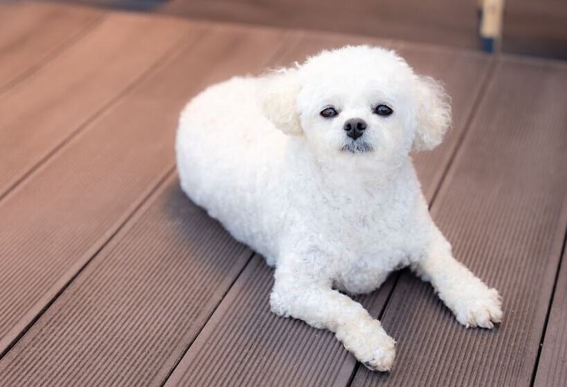 Pensió Gapyeong Belleuangjyu Aegyeonpensyeon