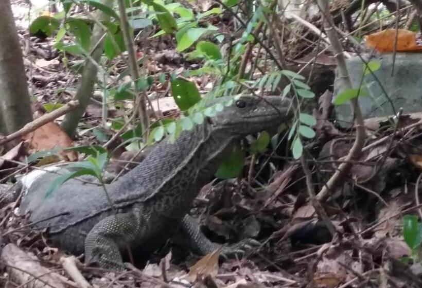 مبيت وإفطار Turtle Watch Cabana