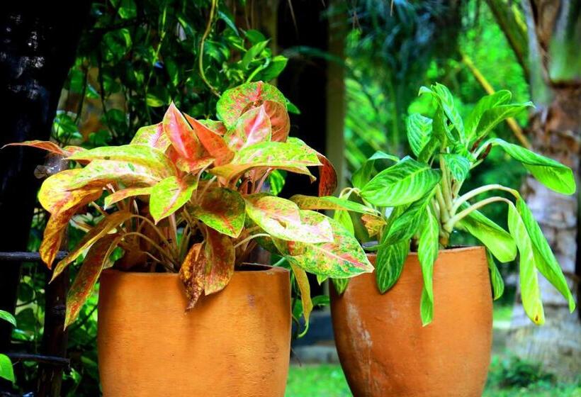 مبيت وإفطار Turtle Watch Cabana