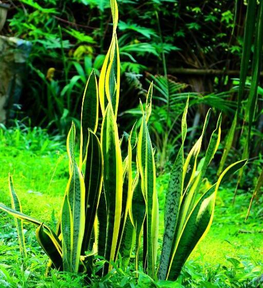 مبيت وإفطار Turtle Watch Cabana