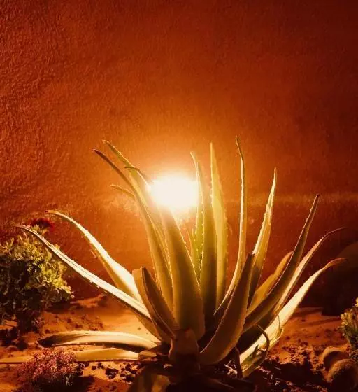 Petra Bedouin Bed And Breakfast