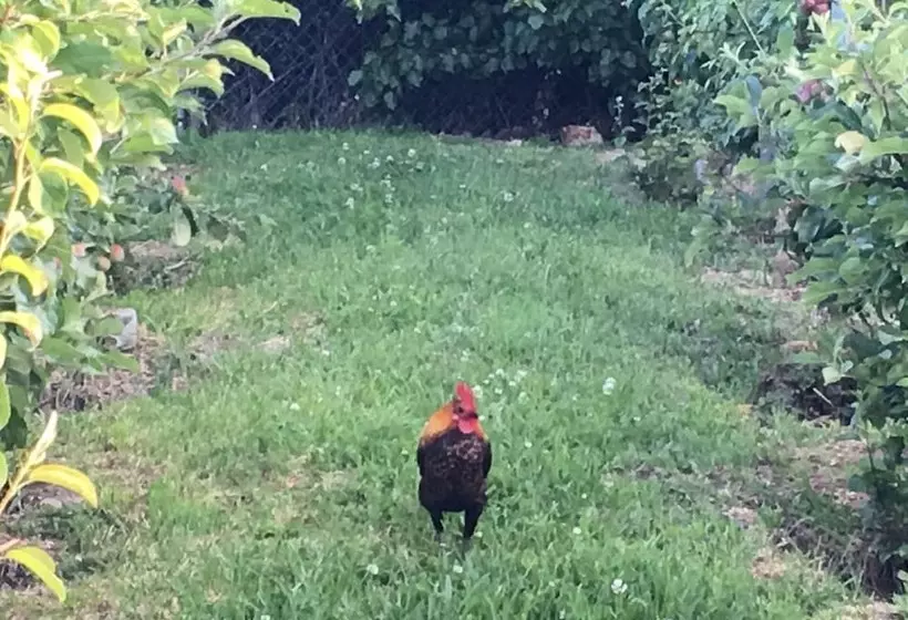 Cygnet Old Bank B & B Cafe & Gift Store