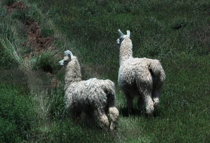 فندق Estancia Colome