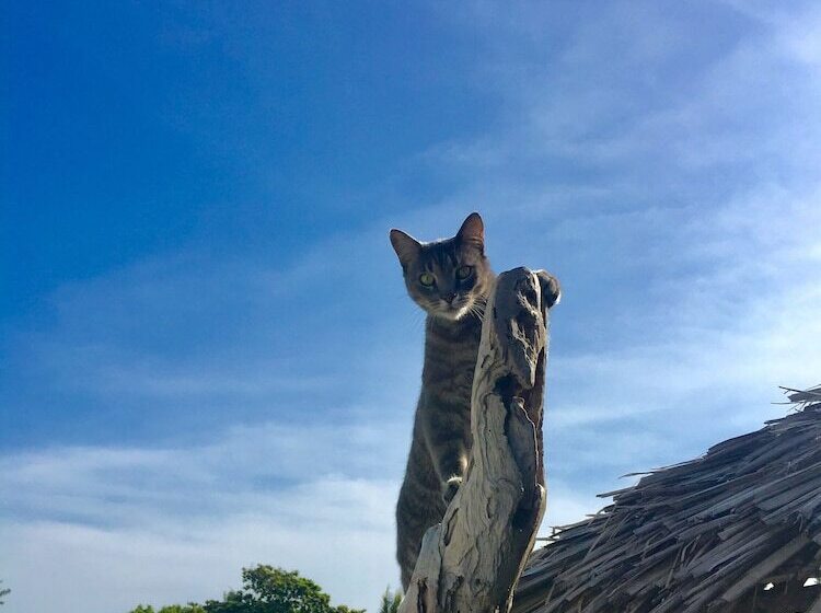 فندق Driftwood Beach Lodge