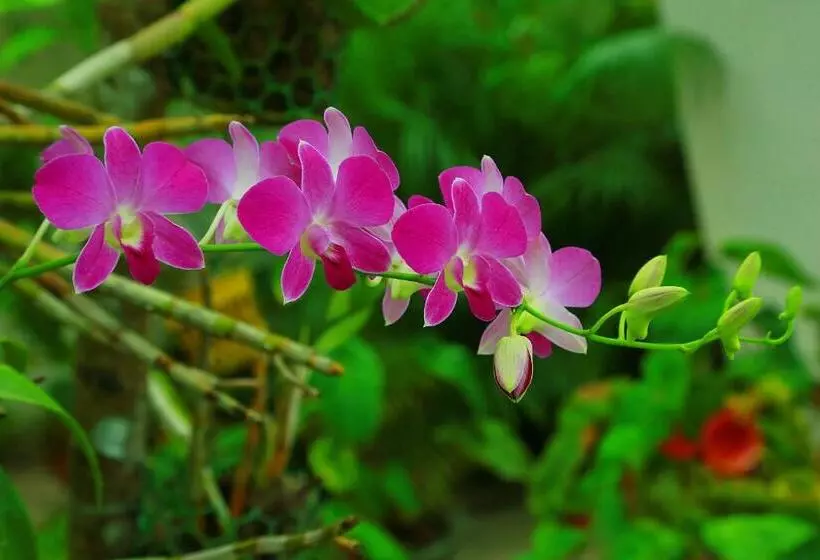 Aamiaismajoitus (B&B) Marari Nest Beach Homestay