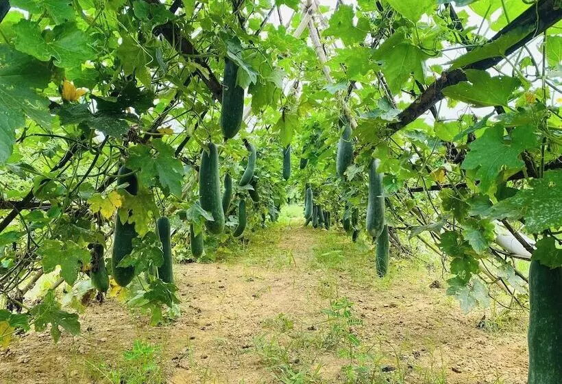 هتل روستایی Thanh Chiem Village