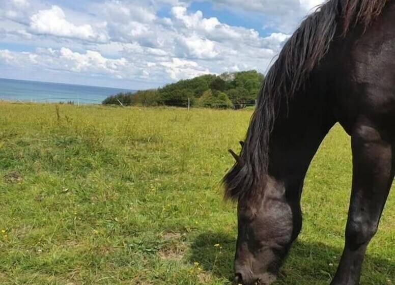 Отель Hôtel De La Terrasse