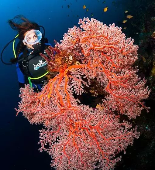 Benthos Bali Dive Resort