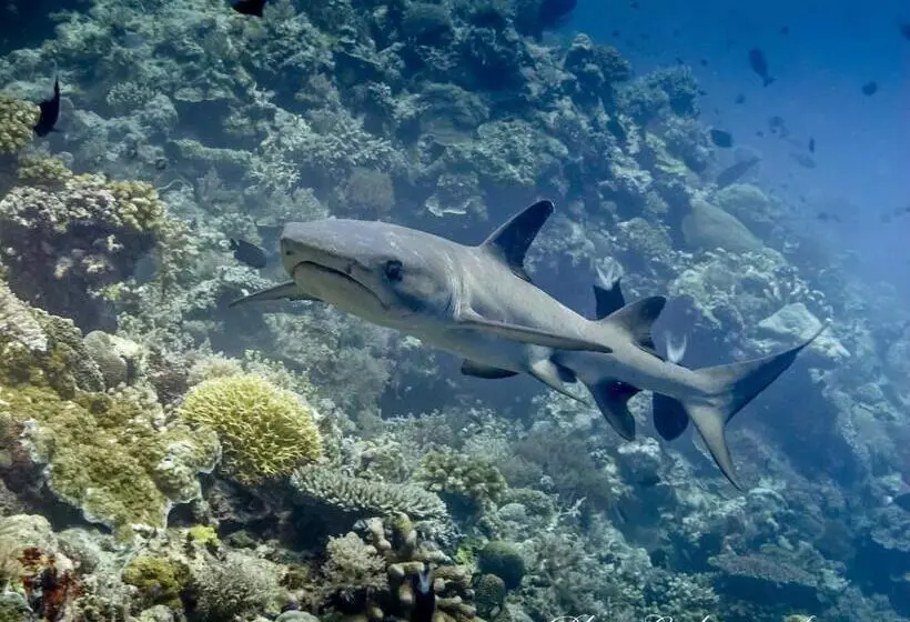 Benthos Bali Dive Resort