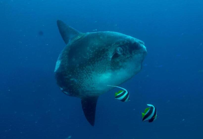 Benthos Bali Dive Resort