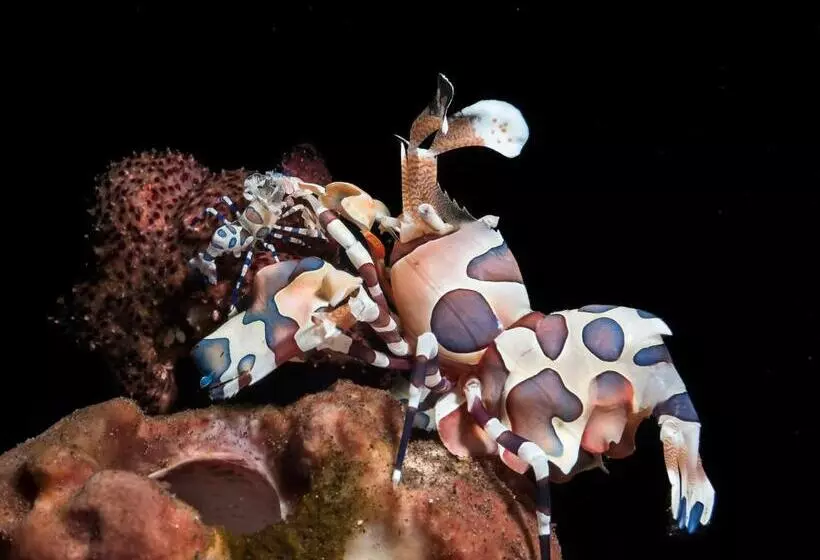 Benthos Bali Dive Resort