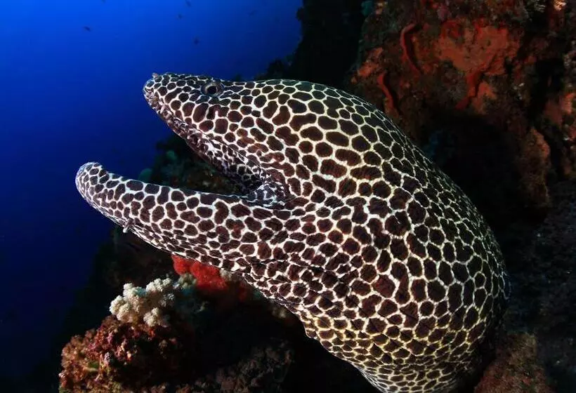 Benthos Bali Dive Resort