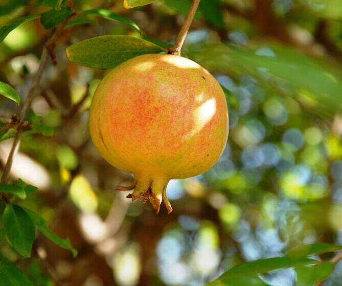 בית מלון כפרי Villa Fleria