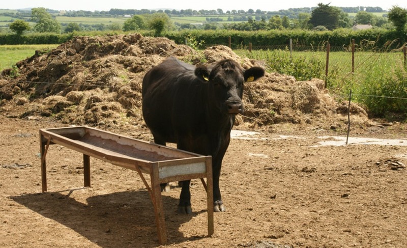 Ardscull Farmhouse B&b