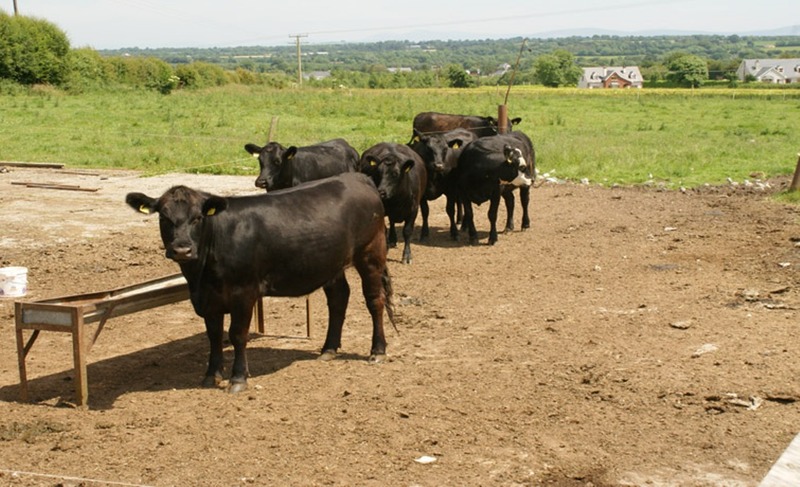 Ardscull Farmhouse B&b
