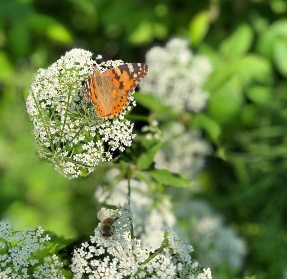 Davaa's Bed & Breakfast