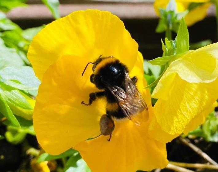 Davaa's Bed & Breakfast