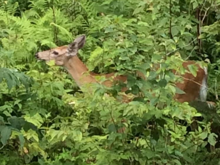ホテル Bald Mountain House Inn At The Wolf Laurel Resort