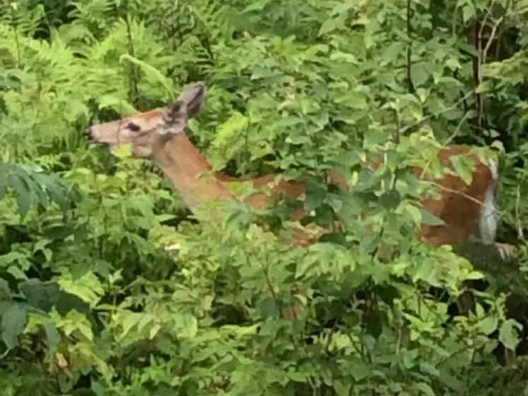 Hotelli Bald Mountain House Inn At The Wolf Laurel Resort