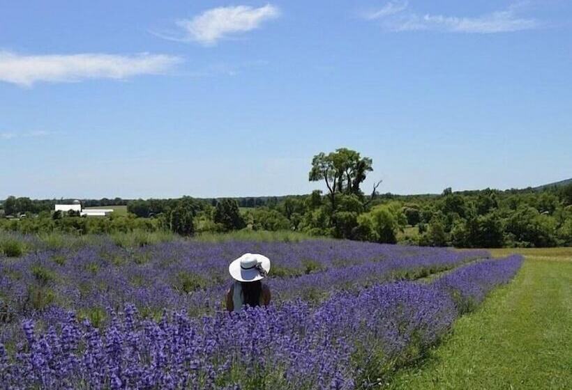 酒店 Inn At Springfield Manor