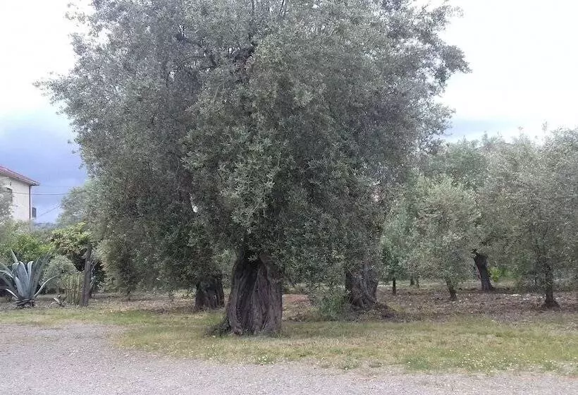 ホテル B&b Oliveto Longo