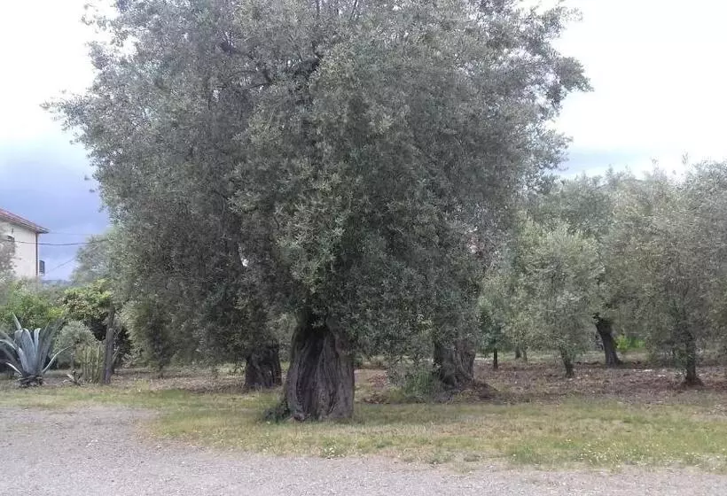 ホテル B&b Oliveto Longo