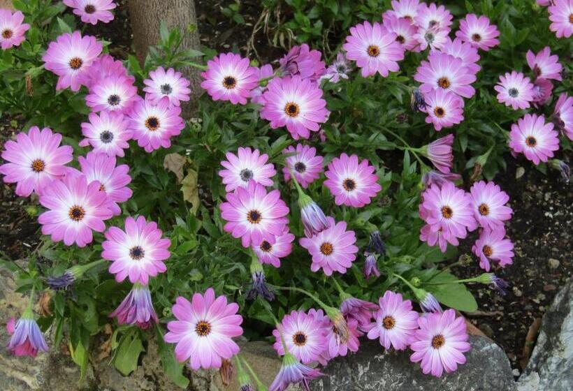 فندق Glam Resort Villa Maria Luigia