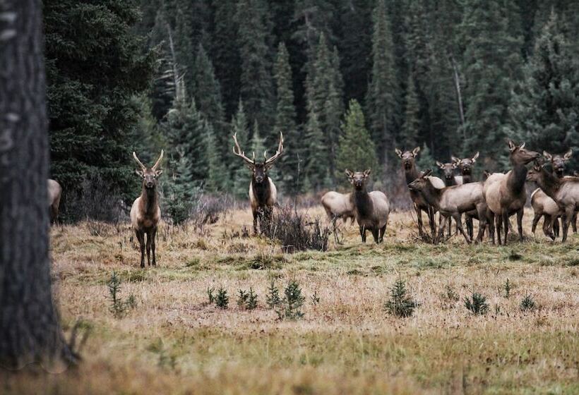 فندق Rock Lake Lodge