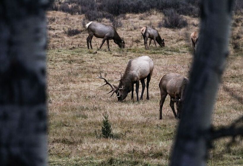 فندق Rock Lake Lodge