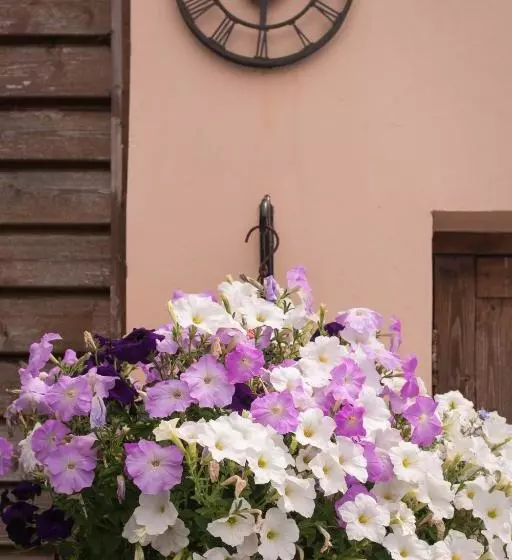 Hotelli Luccombe Villa Holiday Apartments