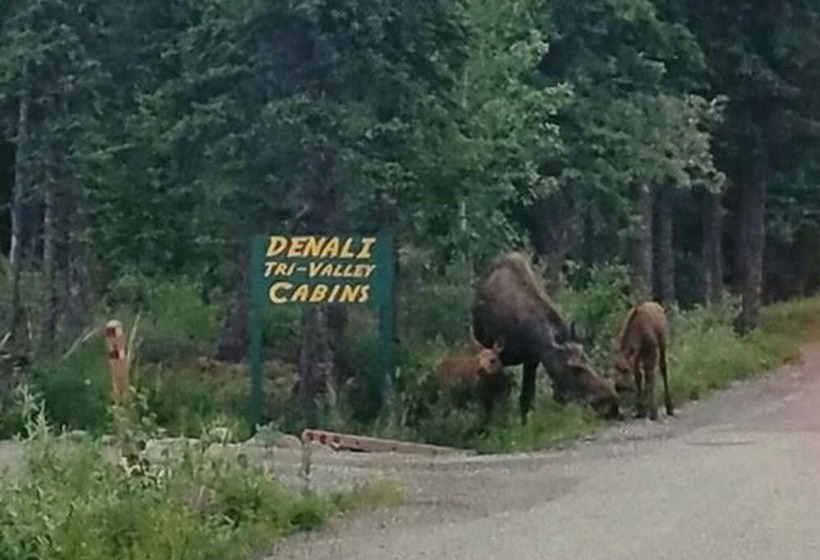 فندق Denali Tri Valley Cabins