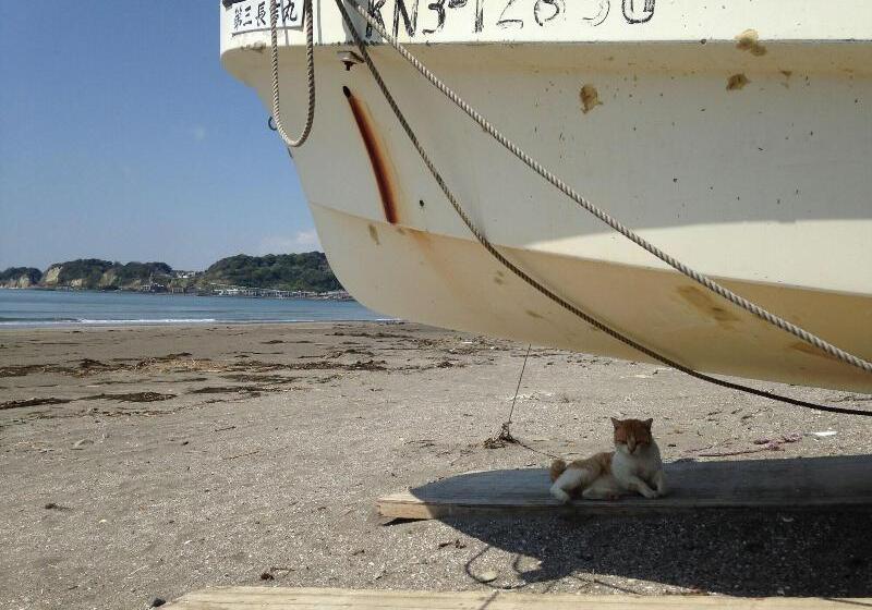 هتل Guest House Kamejikan  Turtle Time