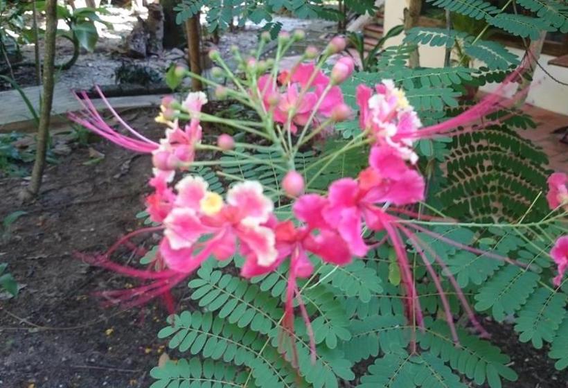 فندق The Boat House