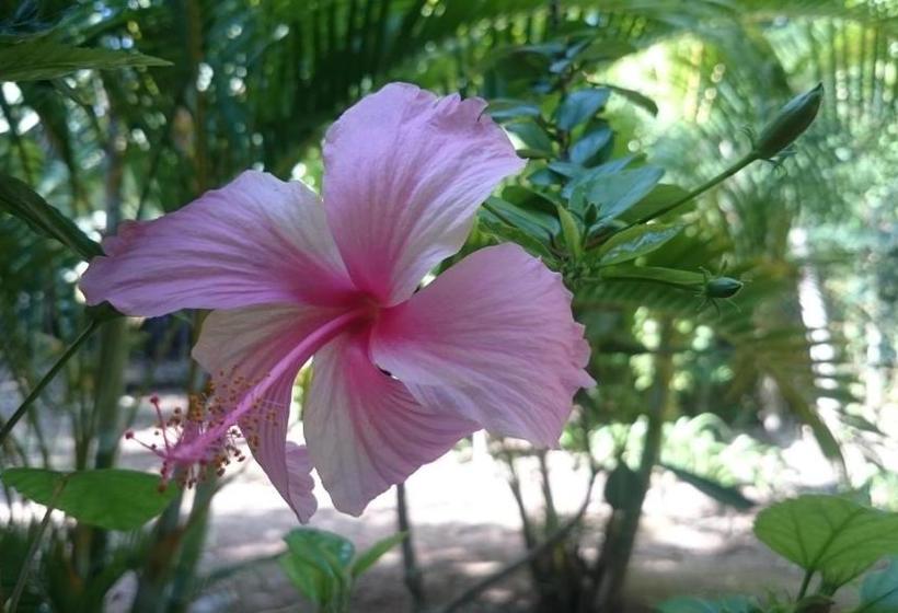 فندق The Boat House