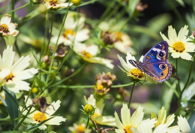 בית מלון כפרי Panglao Island Inn   Hostel