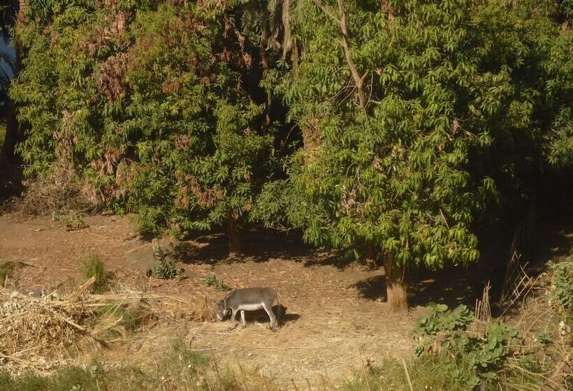 پانسیون El Prince Guesthouse