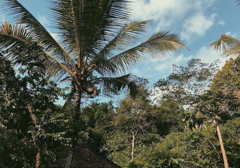 Bed and Breakfast Song Broek Jungle Resort