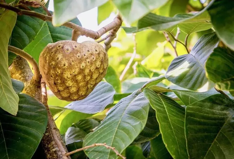 Aamiaismajoitus (B&B) Quinta Minuvida