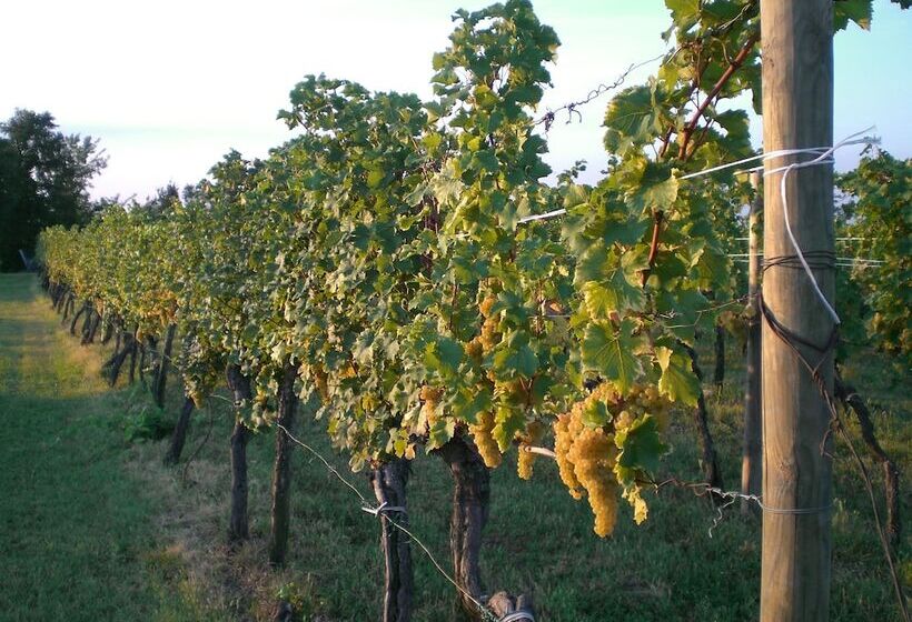 בית מלון כפרי Agriturismo Giorgio Colutta