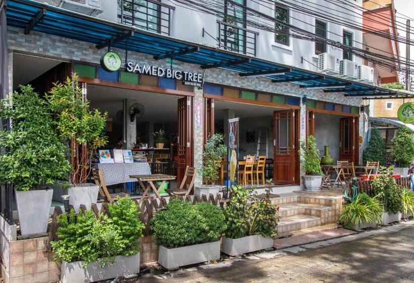 Pansiyon Samed Big Tree