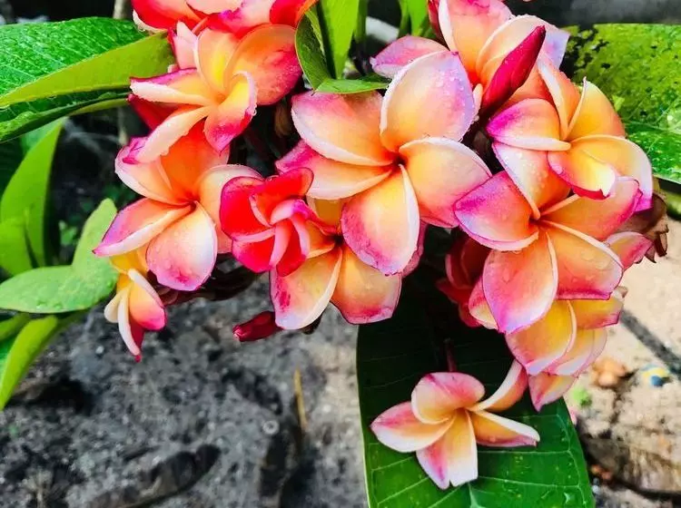 هتل The Bamboo Garden