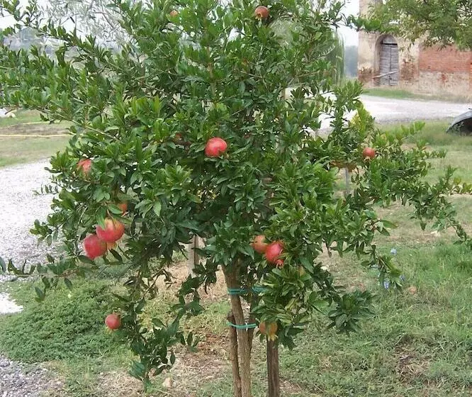 Hotelli Agriturismo Le Baccane