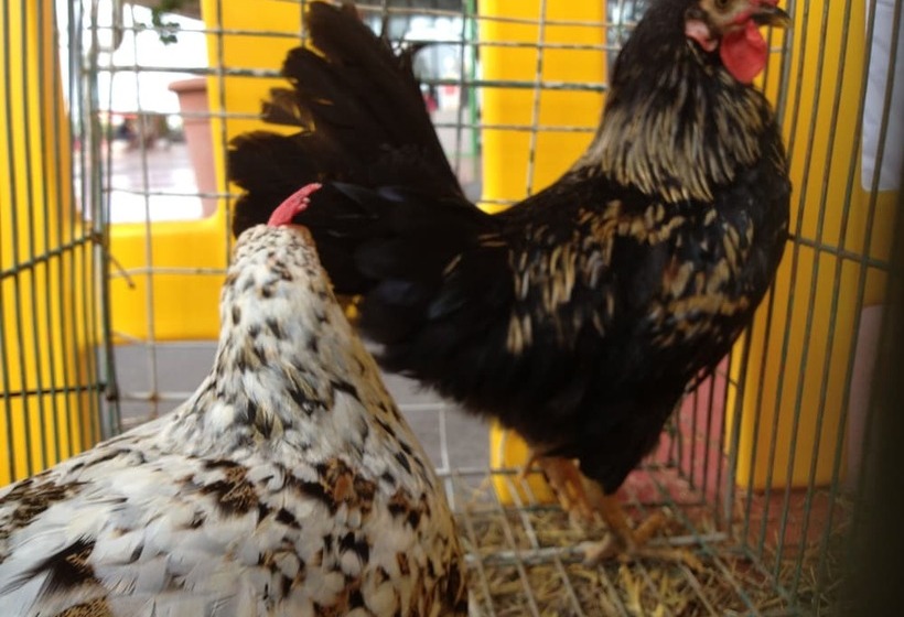 酒店 Agriturismo Le Baccane