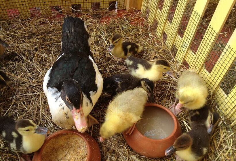 酒店 Agriturismo Le Baccane