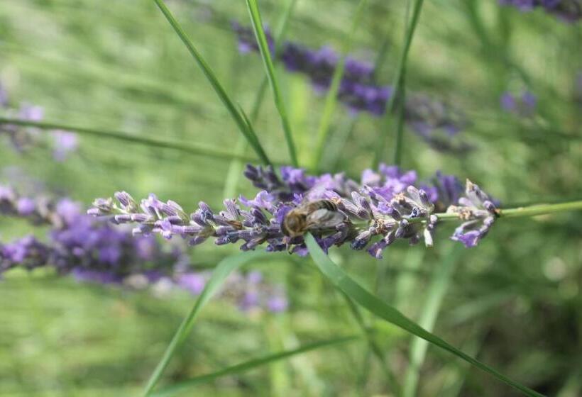 Brit Hotel Confort Manosque Cadarache