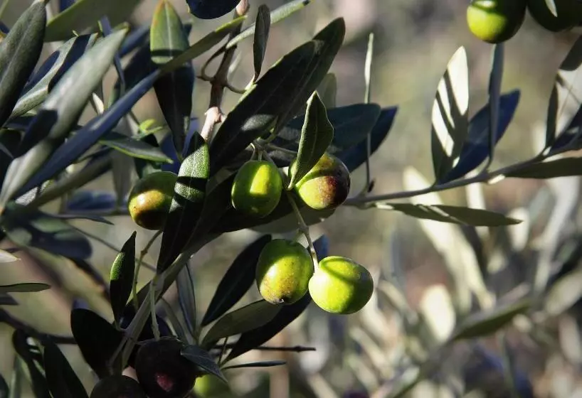 Hotelli La Tana Del Bianconiglio